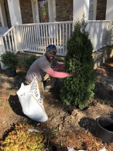 landscaper planting tree