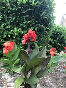 Canna perinnal plant